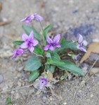 庭先の花